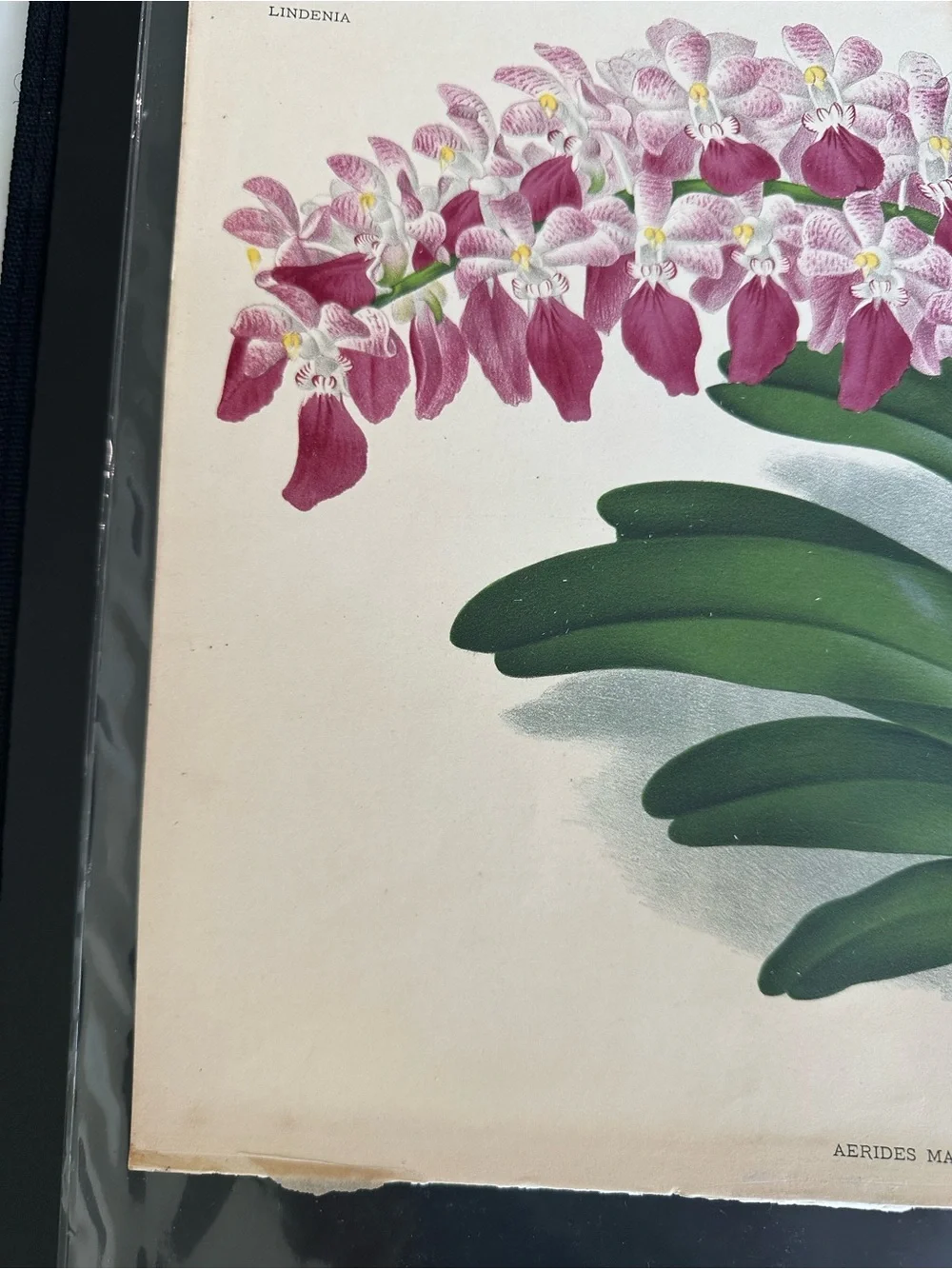 1885 Lindenia orchid Aerides maculosum var